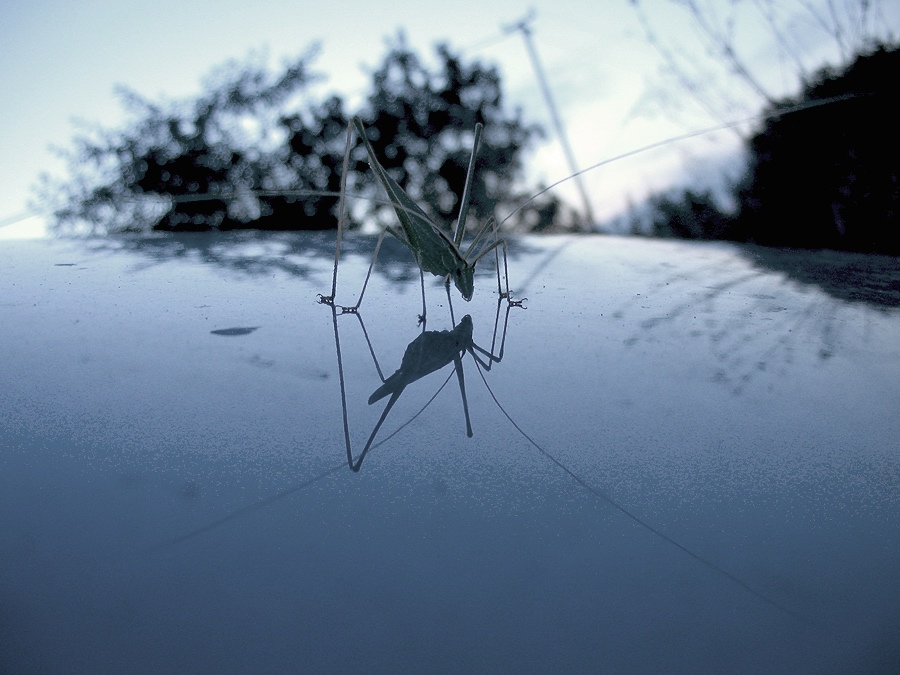 Tylopsis lilifolia (Orthoptera, Phaneropteridae)